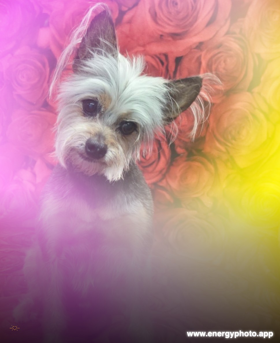 The same dog as an EnergyPhoto, surrounded by pink, gold and violet light.
