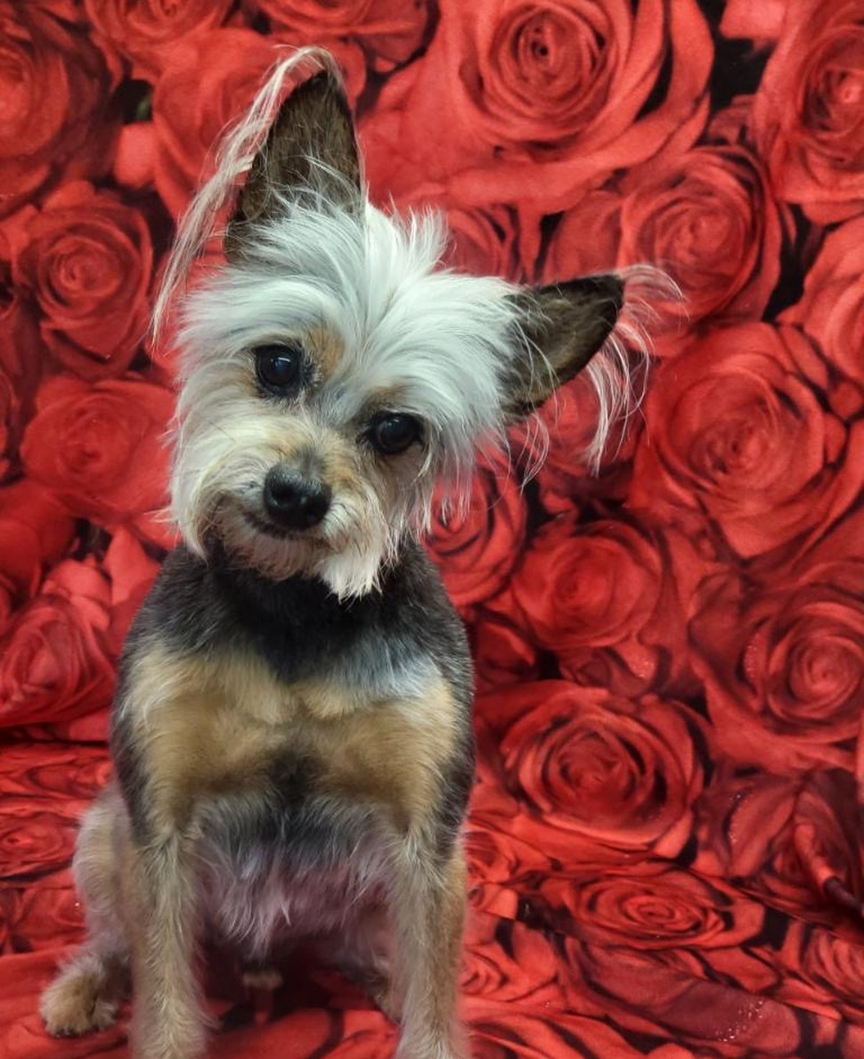 A small terrier sitting in front of a backdrop of red roses.