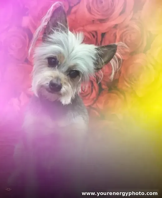 The same dog as a YourEnergyPhoto reading, in pink and gold