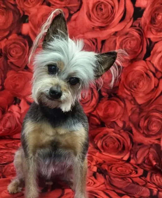 A small dog sitting on a bed of red roses